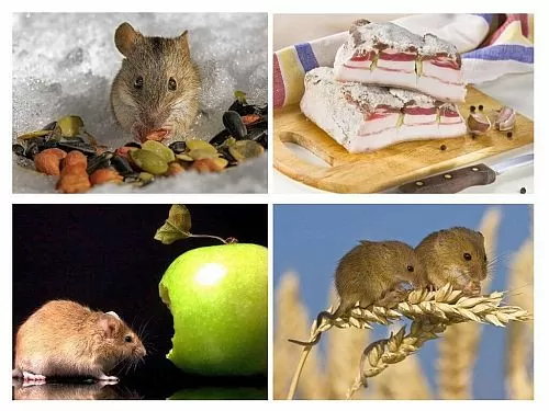 что едят мыши